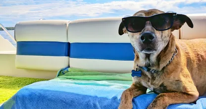 Aha: deze regels gelden wanneer je met je hond op reis gaat