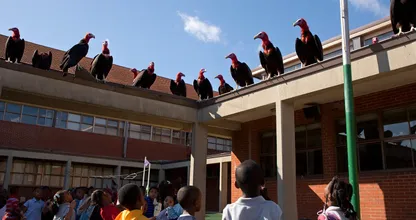 Gang of Vultures Lands on School Roof – What They Surround Has Everyone Watching in Silence