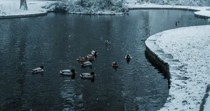 Zie jij een vastgevroren eend op het water? Dit moet je doen