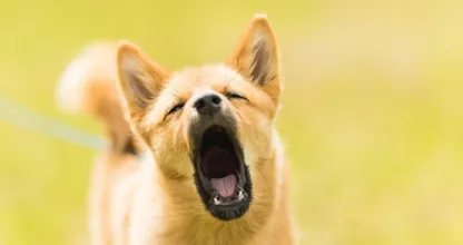 Nieuwe regel: blaft je hond te veel? Dan kan hij worden ingenomen door de gemeente
