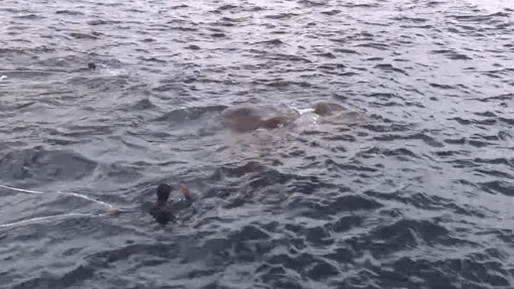 Found Footage: Navy Comes Face-to-Face with Massive Creature in Water