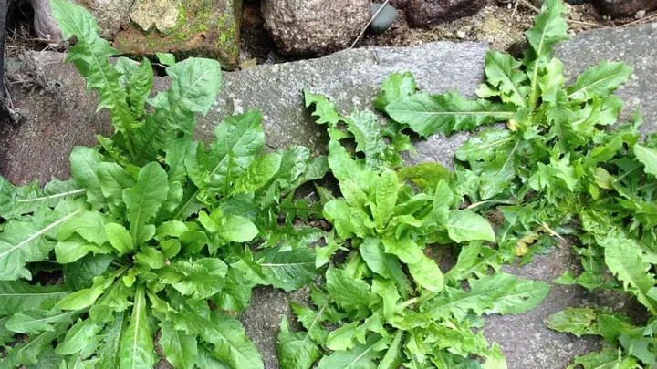Débarrassez-vous des mauvaises herbes grâce à cette simple astuce bon marché ! Sans produits chimiques !