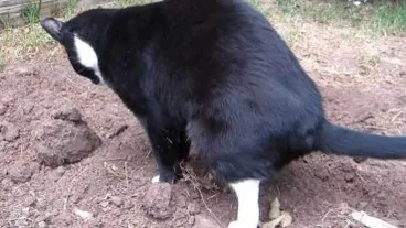 Immer wieder Nachbarskatzen in Ihrem Garten? Mit diesem absolut katzenfreundlichen Trick wird das nicht mehr passieren!