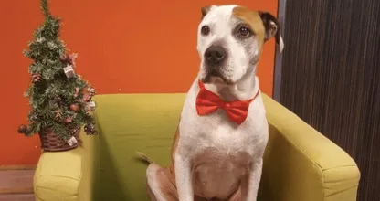 Deze lieverd zoekt een warm mandje! Laten we hem een ultieme Kerst bezorgen!
