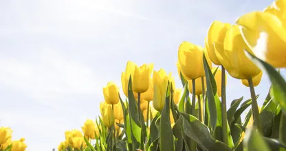 Tropisch weer op komst: deze week mogelijk 30 graden