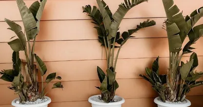 Handig! Zo verzorg je een bananenplant