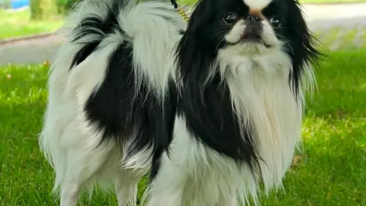 Barking Up the Right Tree: 49 Essential Insights into Your Future Furry Friend (49 percepções essenciais sobre seu futuro amigo peludo)