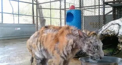 De transformatie van dit prachtige dier zal tranen in je ogen brengen... Deze dieren horen NIET in het circus thuis!