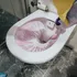 866 calls to the Dutch poison centres in one year: the toilet-cleaning habit a chemical engineer wants people to drop