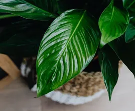 Niet dood te krijgen: deze 8 kamerplanten overleven het in elk interieur