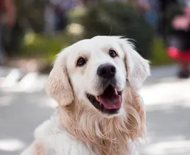 Du magst Hunde lieber als Menschen? Das hat einen guten Grund.
