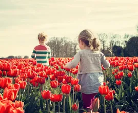 Gek op tulpen? Hier kun je ze zaterdag 19 januari gratis plukken