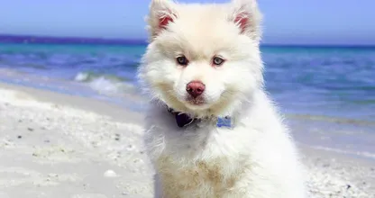 De Lidl heeft hét product in de schappen om je hond koel te houden deze zomer