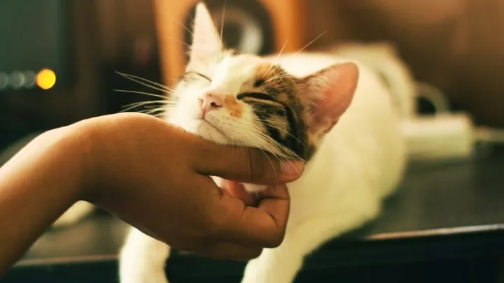 Bewezen: katten verbeteren onze kwaliteit van leven om déze redenen!