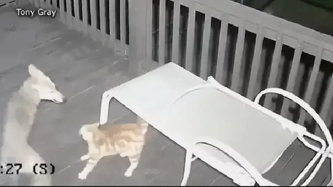 O coiote arranca o gato da varanda - e tudo foi filmado pela câmera