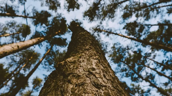 Holzfäller finden seltsame Kreatur in hohlem Baum
