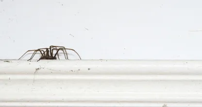 Eigenlijk wil je dit helemaal niet weten, maar zóveel spinnen zitten er in elk huis