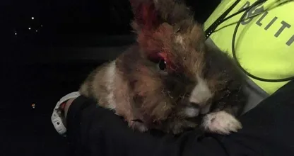 Politie zoekt dader die gisteravond konijn in de brand heeft gestoken