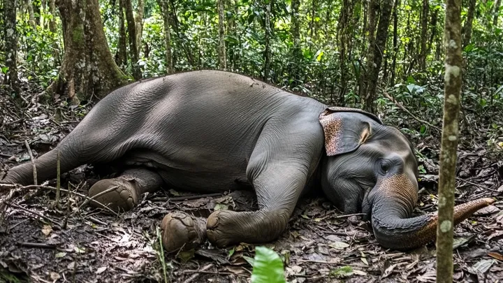 Elefante pede ajuda a fotógrafo - A inacreditável verdade revelada