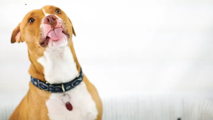 Esta pitbull se recusou a deixar o abrigo sem seu amigo chihuahua