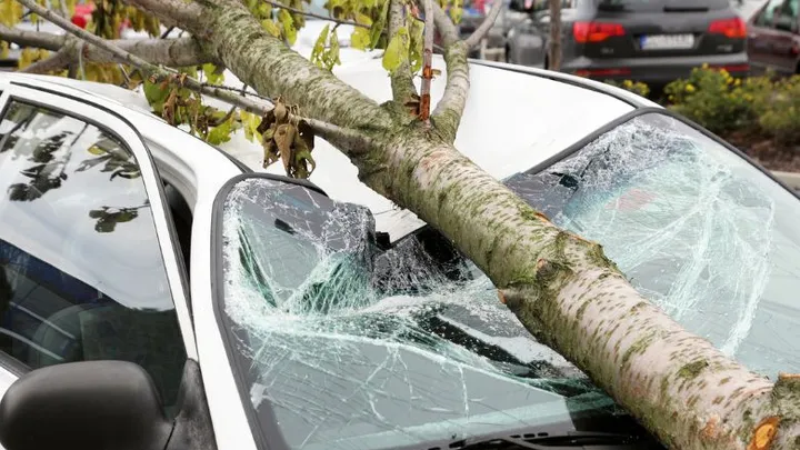 Vrouw overleden door omgevallen boom op auto