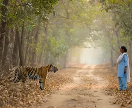 Tiger Appears on Hiking Trail – Woman Turns Pale When She Realizes What It’s Protecting