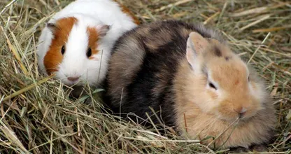 "Er moet een verbod komen op de online verkoop van huisdieren en in de dierenwinkel". Overdreven of terecht?