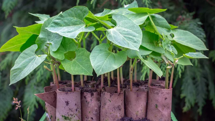 Notre top 14 des astuces géniales pour le jardin qui vous permettront d’économiser beaucoup d’argent et de temps