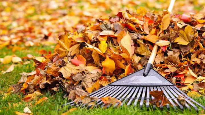 Dieser super Sommer ist bald wieder vorbei. Wie bekommst du deinen Garten herbsttauglich? Befolge diese Tipps.
