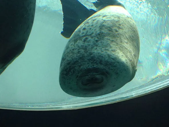 zeehond