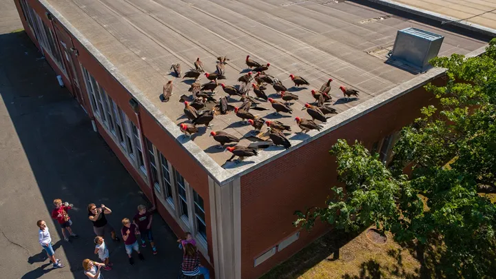 Gang of Vultures Lands on School Roof – What They Surround Has Everyone Watching in Silence
