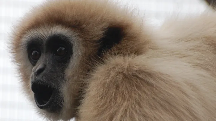 VIDEO: Hartverscheurend drama in Limburgs dierenpark! Zo zielig wat er met deze aap gebeurt!