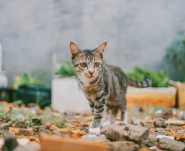 Ecoloog en jurist pleiten voor binnenhouden katten