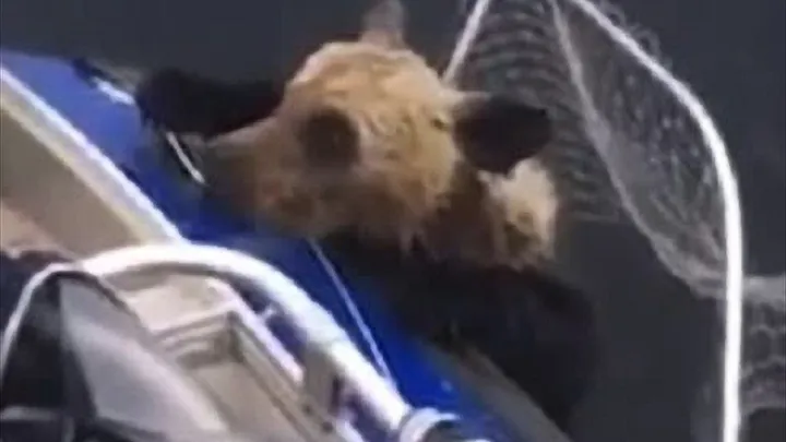 Echa un vistazo a las cosas impactantes que hace esta madre osa mientras los pescadores salvan a sus cachorros