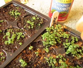 Das ist der Grund warum jetzt jeder Zimt in seinen Garten streut!
