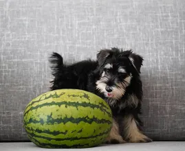 Dit is waarom je je hond eigenlijk veganistisch voer zou moeten geven