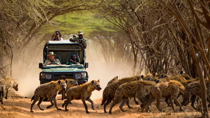 Safari Jeep Surrounded by Hyenas – But What the Driver Does Next Stuns Them All!