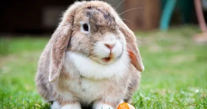 Tierschutz warnt: Bei Hitze wird diese Fliege zur großen Gefahr für Kaninchen