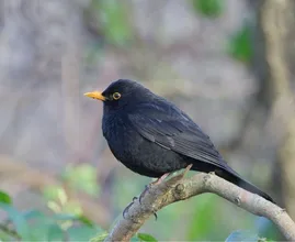 Op deze manier voorkom je dat er vogels tegen je raam aanvliegen