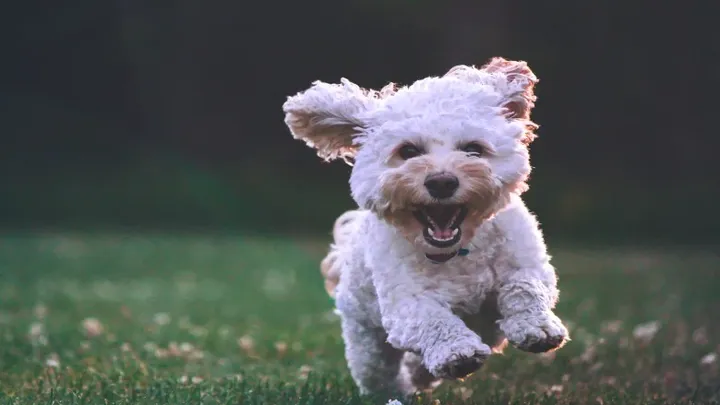 Dit zijn de populairste honden- en kattennamen van 2019