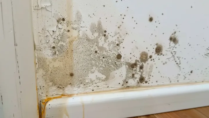 Get rid of mold around your house easily!