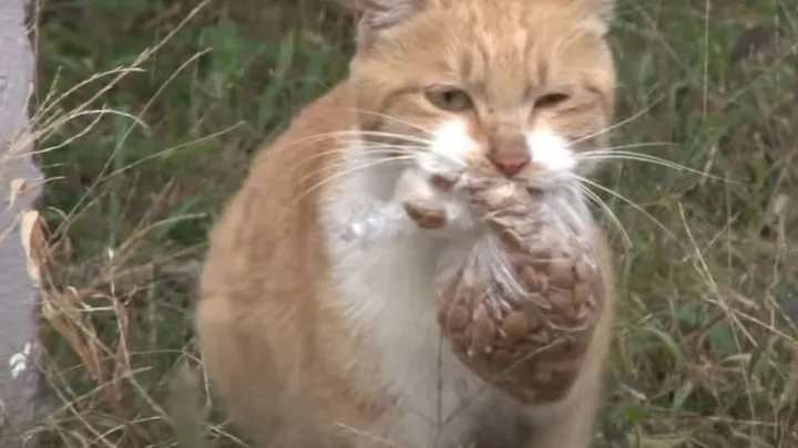 This homeless cat only accepts food from a bag and the reason is touching