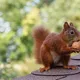 Eichhörnchen in Futternot: So einfach kannst du ihnen jetzt helfen!