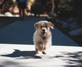 Dit geweldige filter verandert je hond in een Disney personage