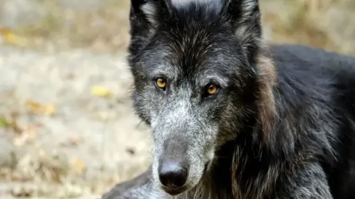 15 raças de cães que não podem ser mantidas como animais de estimação