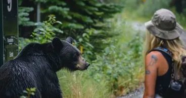 Frau folgt Bär in den Wald, nachdem er sich ihr an der Bushaltestelle unerwartet genähert hat