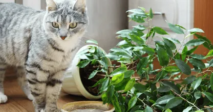 Sloopt jouw huisdier ook al je planten? Met DEZE tip houd je ze weg van je planten!