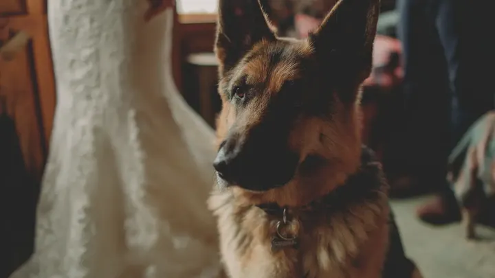 An ihrem Hochzeitstag versperrte ihr Polizeihund ihr den Weg - dann entdeckte sie die herzzerreißende Wahrheit...
