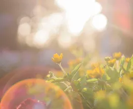 Lekker bakken: zonnig en heet pinksterweekend op komst