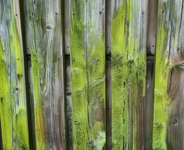 Hoe je gemakkelijk groene algen verwijdert met dit huismiddeltje